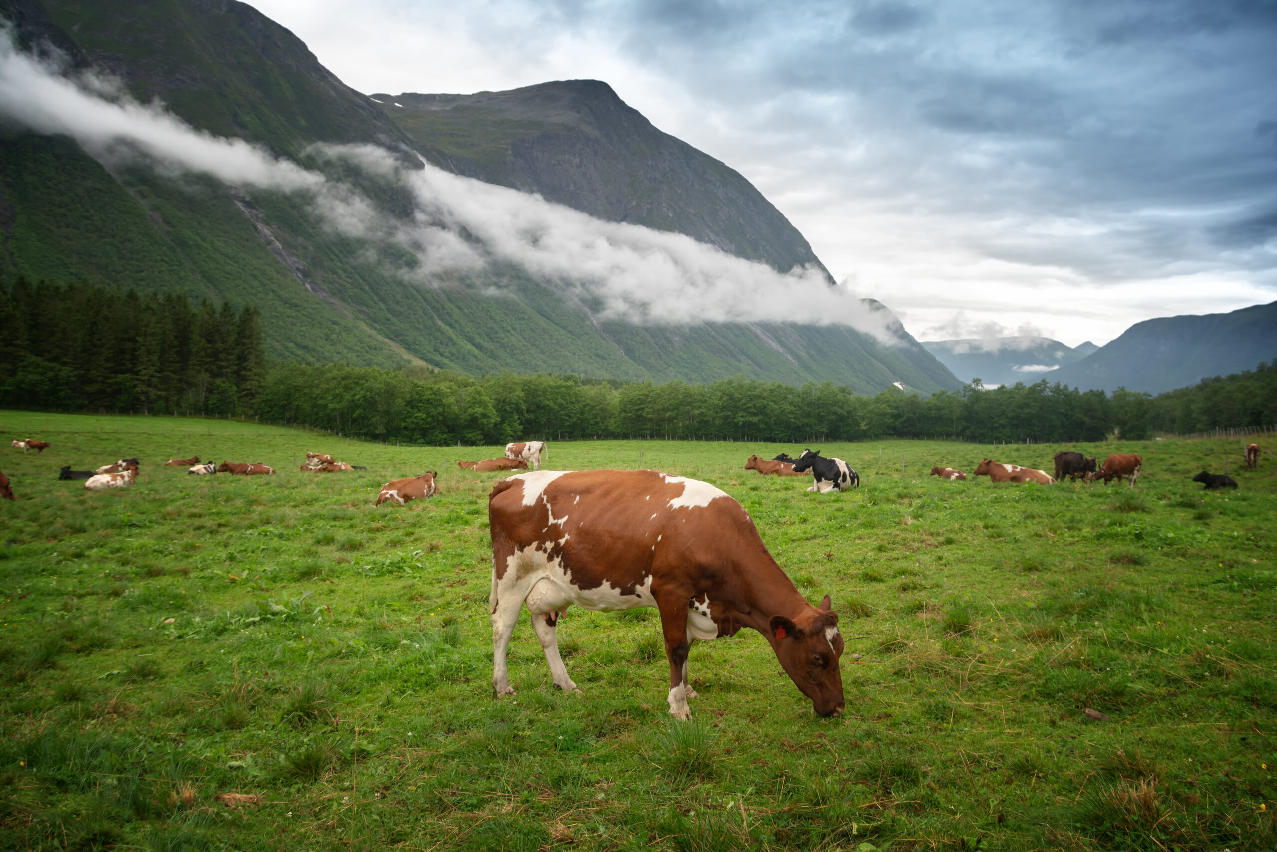 Individuell husdyrforsikring - Varig Forsikring Nordmøre og Romsdal Individuell husdyrforsikring - Varig Forsikring Nordmøre og Romsdal